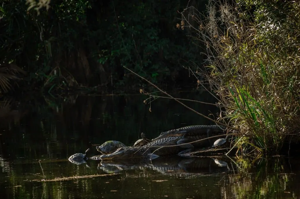 découvrez charleston, une ville emblématique des états-unis, célèbre pour son riche patrimoine historique, ses magnifiques plantations, ses charmantes rues pavées et sa délicieuse cuisine du sud. explorez la culture unique et l'hospitalité chaleureuse qui font de charleston une destination incontournable.