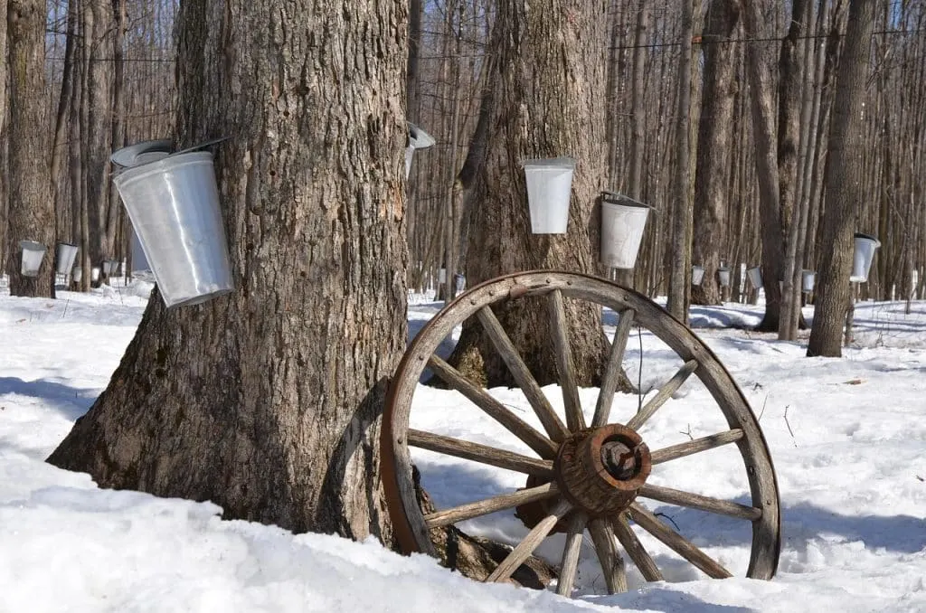 découvrez l'ambiance chaleureuse des cabanes à sucre, où la tradition québécoise rencontre la gourmandise. savourez des plats authentiques à base de sirop d'érable, assistez à la production artisanale de ce trésor sucré et imprégnez-vous de la magie des paysages printaniers. une expérience inoubliable pour toute la famille!