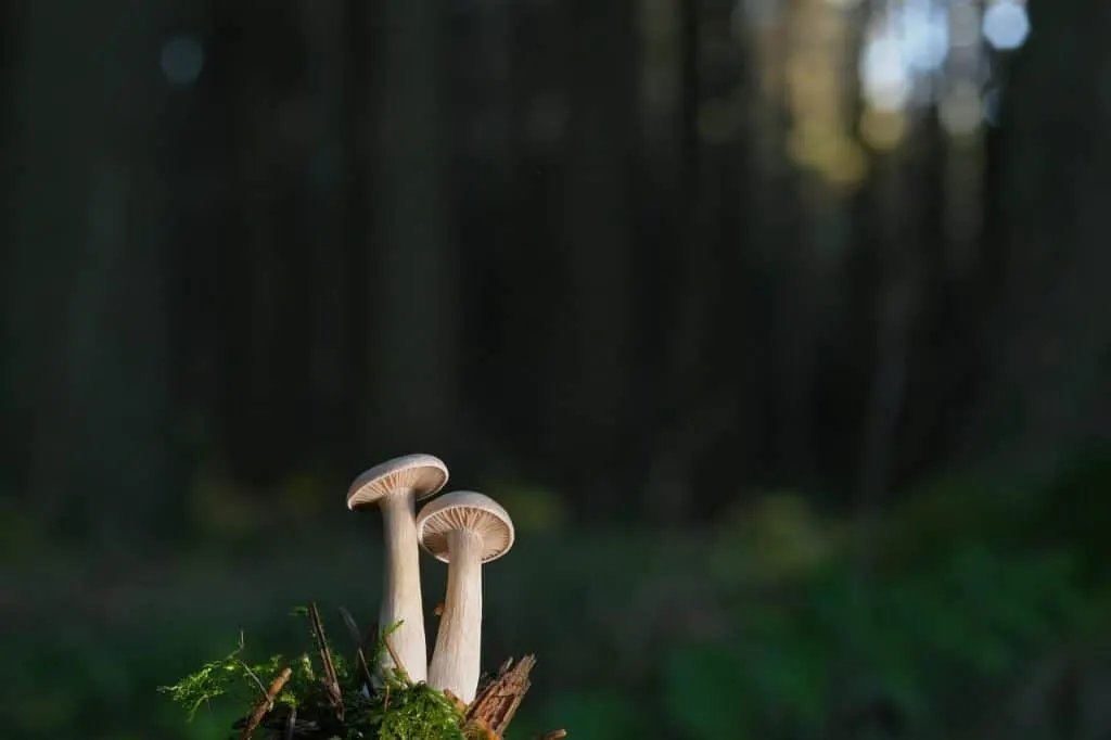 découvrez comment les petites entreprises peuvent prospérer avec des stratégies efficaces, des conseils pratiques et des ressources indispensables pour réussir dans un environnement concurrentiel.