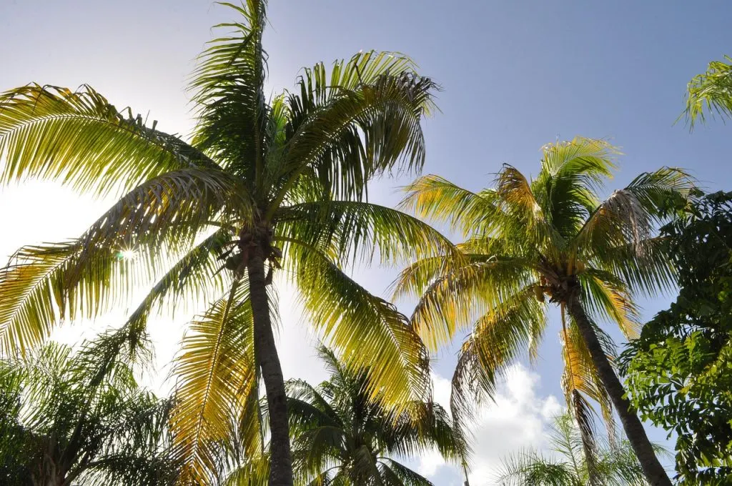 découvrez west palm beach, une destination ensoleillée en floride offrant plages magnifiques, attractions culturelles, restaurants raffinés et une ambiance animée pour des vacances inoubliables.