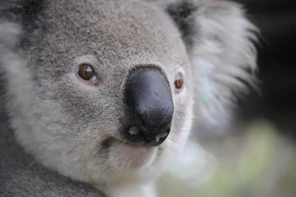 découvrez les facteurs de risque d'échec d'entreprise en australie et apprenez comment les éviter pour assurer la réussite de votre projet.