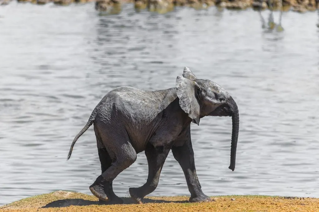 découvrez l'afrique du sud, une destination riche en paysages époustouflants, faune diversifiée et culture vibrante. explorez ses parcs nationaux, plages magnifiques et villes dynamiques.